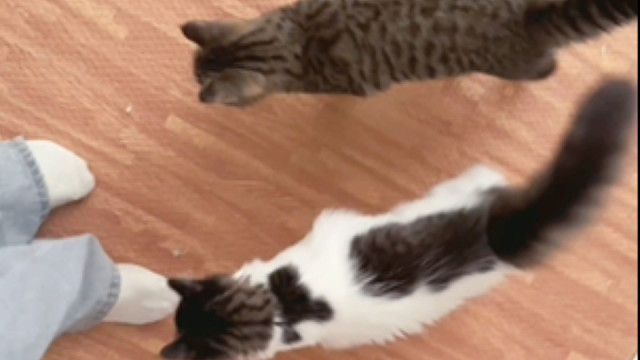 这谁还忍心不回家啊？