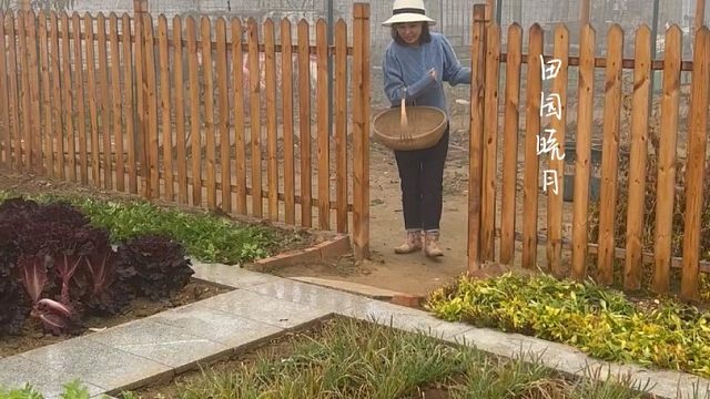 秋分过后还能种这些菜