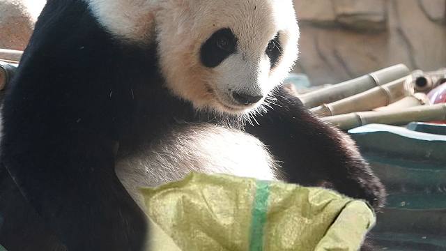 妹猪，麻袋套得中你的人套不中你的心