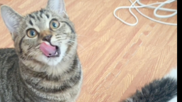 看小猫吃饭（无人声）