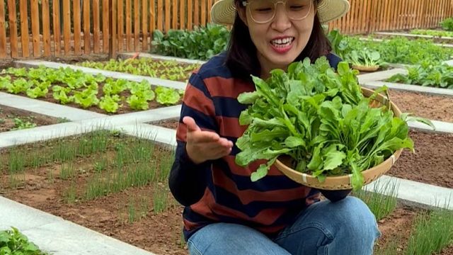 荠菜特别适合现在种，味道鲜美，吃的时间长