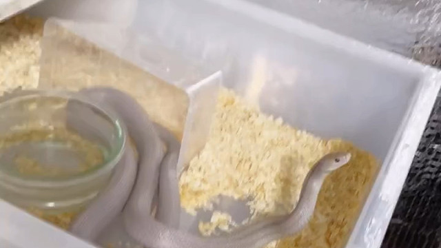 【珍妮捅了鼠窝】最新视频来袭，快来看看吧！