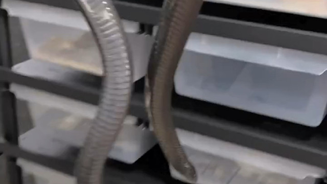 【珍妮捅了鼠窝】我的最新作品，快来一睹为快！