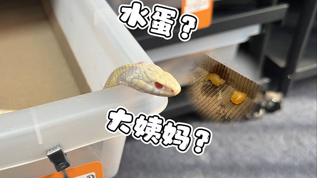 宠物束带蛇的“大姨妈”居然是长这个样子的！