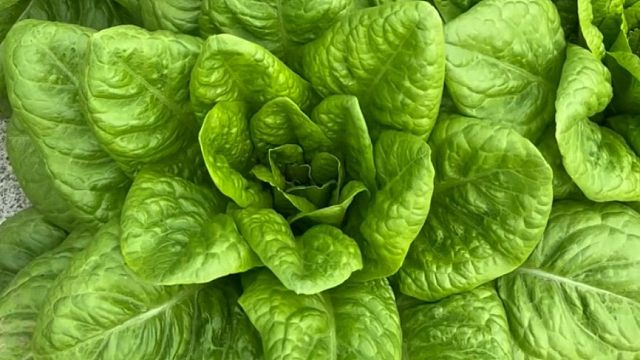 别再种普通油麦菜了，这个口感脆爽的沙拉菜，种一些吧