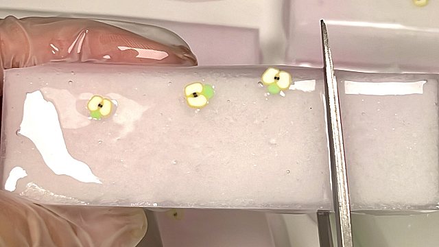 沉浸式剪一块蜜桃苹果汁软糖