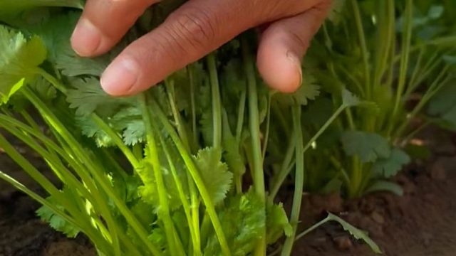 秋天种香菜就要选耐寒品种