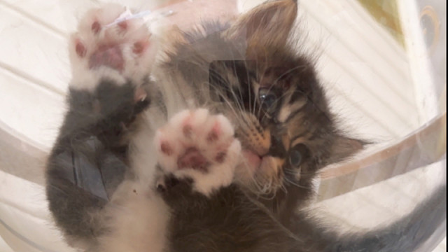 在我的眼里你还是小小的一只呀