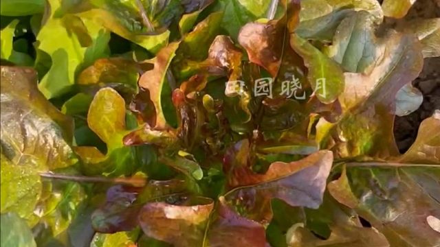 秋天一定种点好吃，营养又丰富的紫丫菜