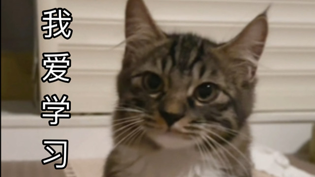 不瞒你们说，我一个人在教小猫怎么叫