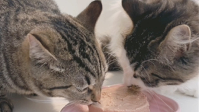 小猫吃罐头