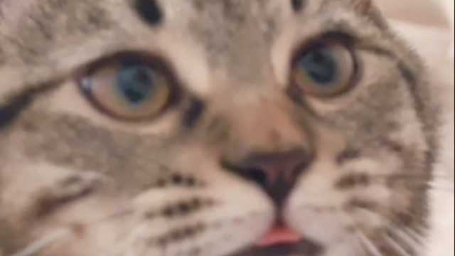 狸花猫也太黏人了吧，连午觉都睡不了