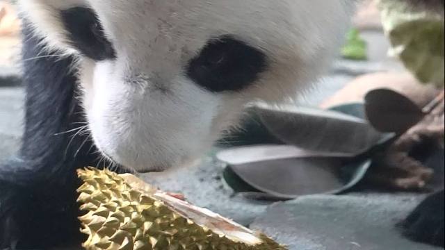 不爱榴莲，爱瓜瓜