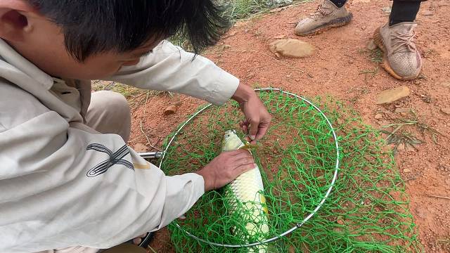 终于来啦大草鱼