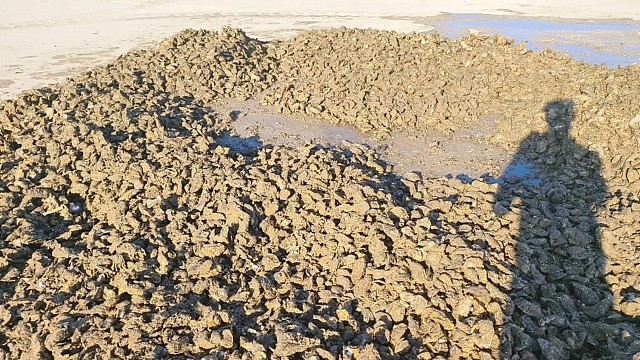 乳山生蚝，泥货上岸