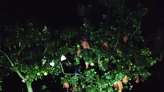 深夜雨天摘柚子，只要你有需要我便风雨无阻，现摘现发#柚子