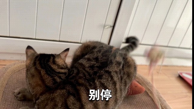 跟两小只玩仙女棒但是三三还是最爱拍屁股