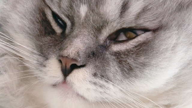 怎么样分辨小猫是真睡还是假睡？你就看他丑不丑吧，越丑的越真