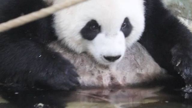 甜甜的熊猫，连喝水都是甜的