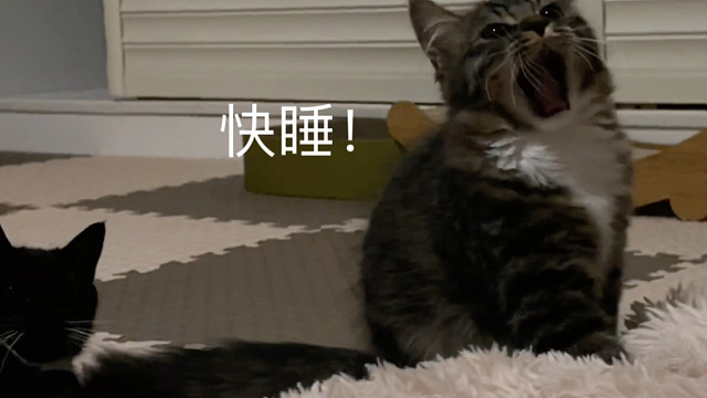 小猫说：快睡觉！