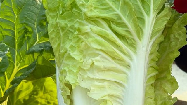 十月份还能种白菜吗，快来试试这个奶油快菜