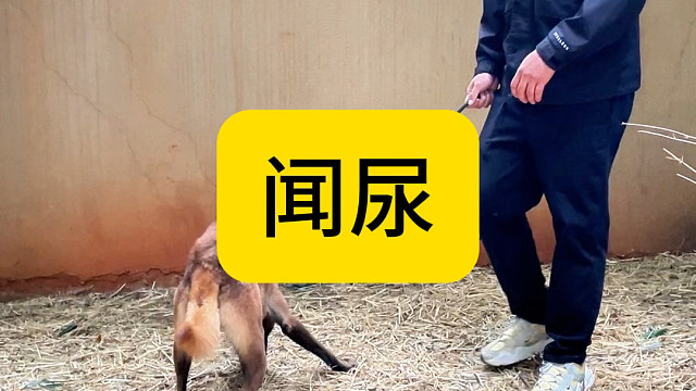 扫地机器狗 低头族