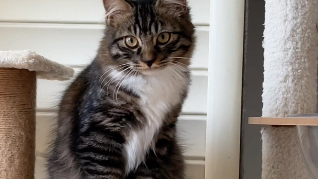 有人跟我说狸花猫不好看，这？不帅吗？