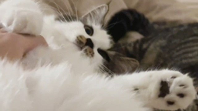 谁懂啊！！小猫过度黏人是什么样！！！