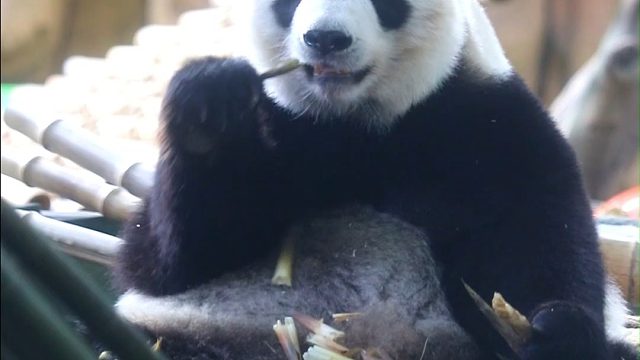 圆墩墩的语大王，谁看了不迷糊呀！