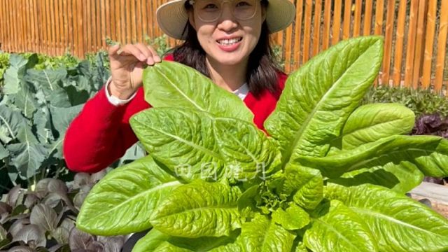 优点多多的沙拉菜，赶紧种上试试吧