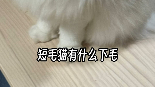 短毛猫梳子合集