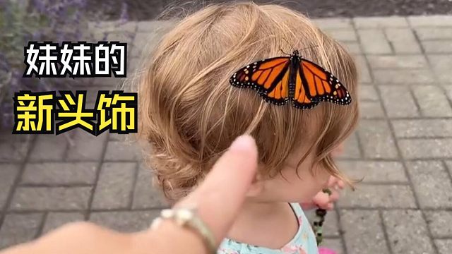 那些让人心情愉悦的动物视频！