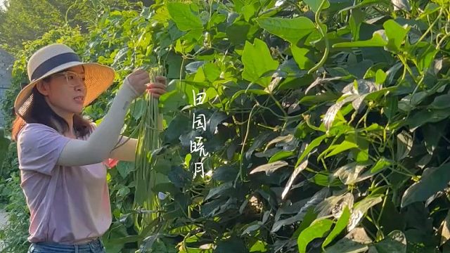 自从开始种菜，一天休息也捞不着