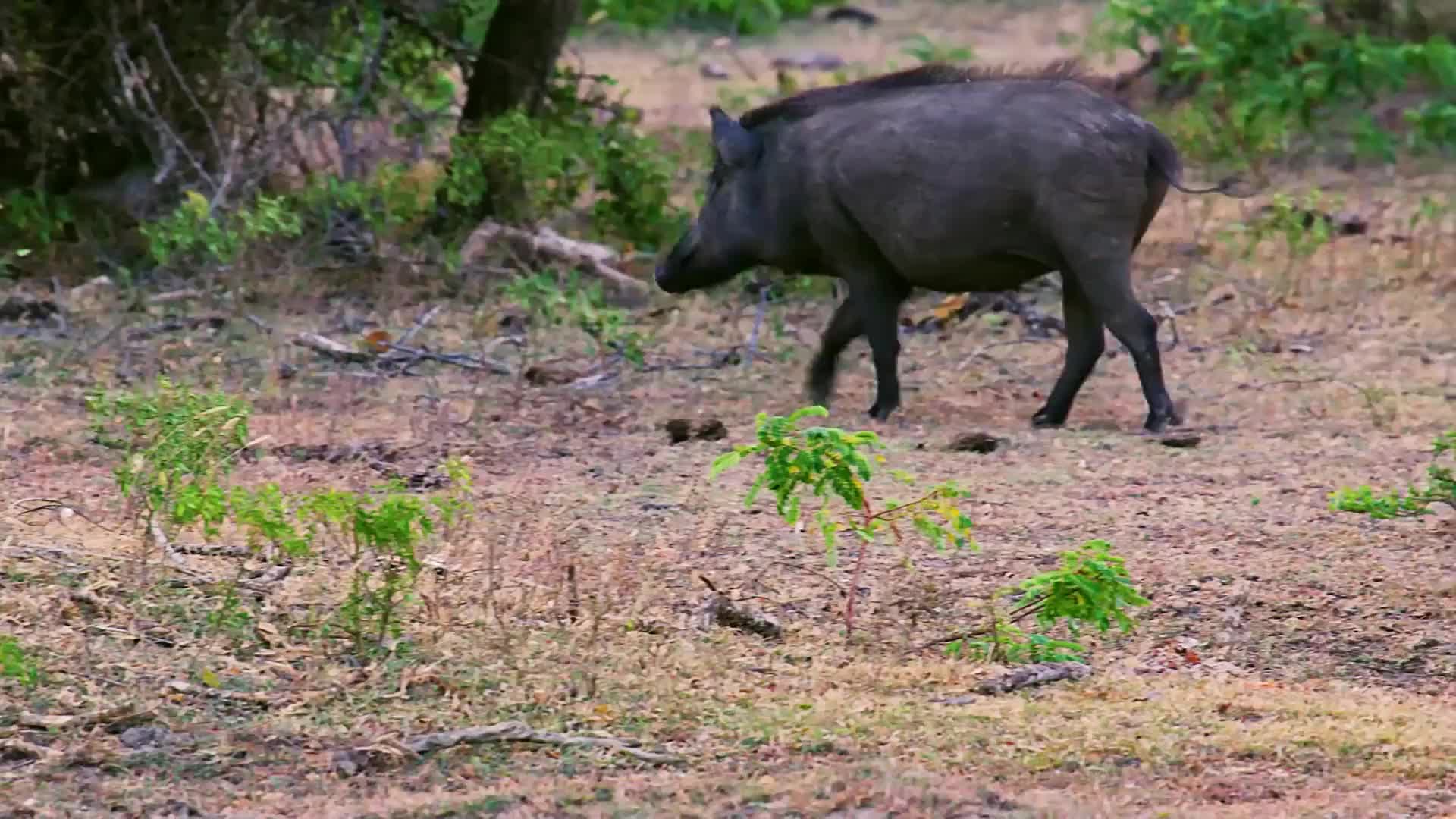 花豹碰到野猪群，到嘴的猎物飞了