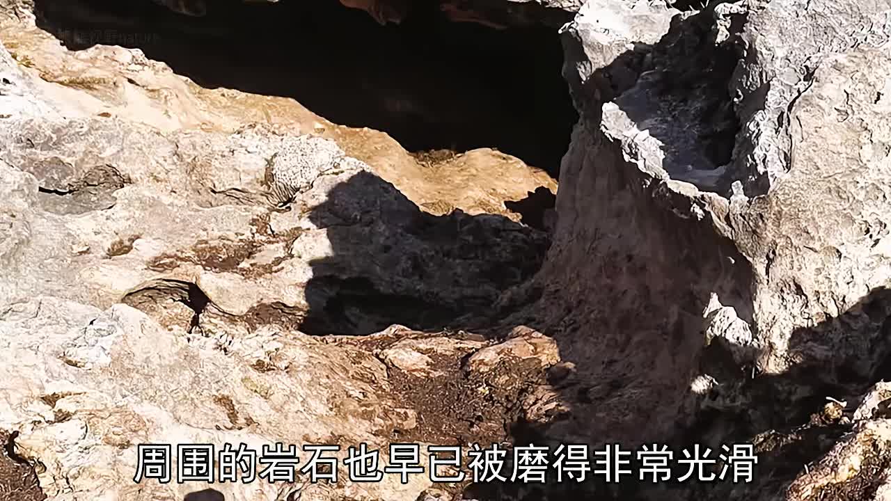 象龟的天然避暑龟窝