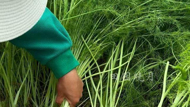 别再种普通小茴香了，赶紧试试这个割茬大茴香吧