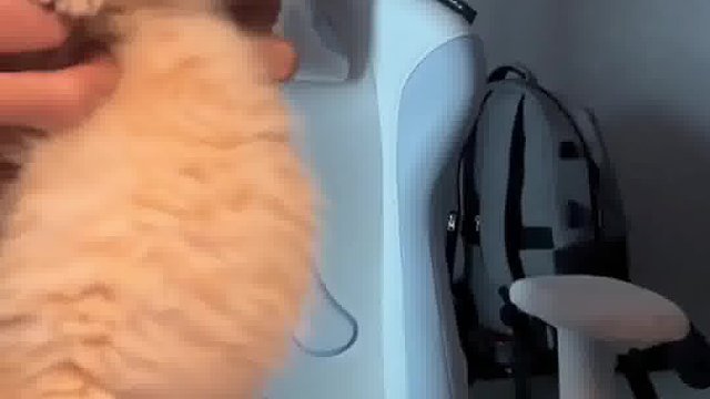 国庆假期，猫猫给各位姨姨表演个才艺