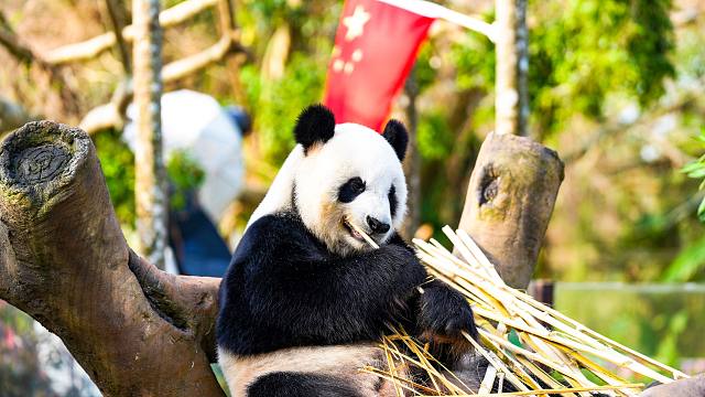 欢度国庆，感恩有您！欢迎来被爱包围的动物园！