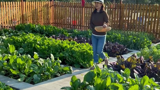 10月份别忘种这个沙拉菜
