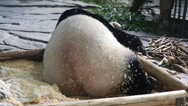 做麻糍咯，花生味的麻糍~