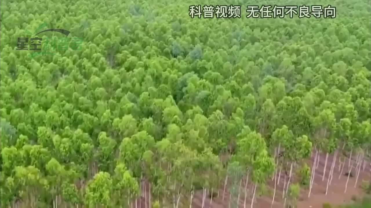 有“活体抽水机”之称的桉树，已被多地禁种，它的危害有多大？