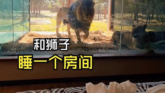 那些让人惊叹的动物视频！