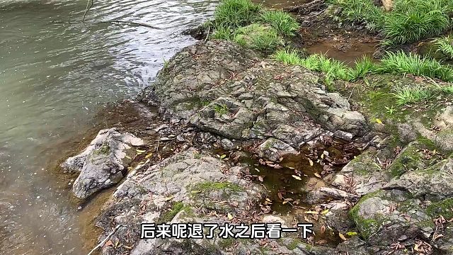 小姨一大早发现桥下水坑有动静，我过来一看，哇！又好多鱼呀