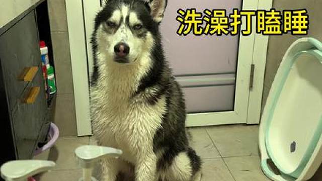 不愧是二哈，边洗澡边打瞌睡，脑袋一栽一栽的，看完笑得人肚疼 #萌宠出道计划 #二哈