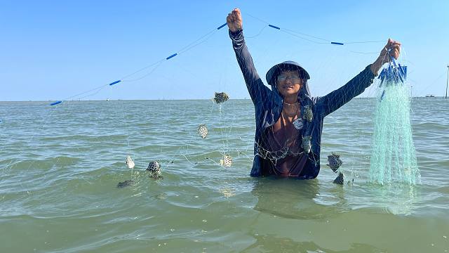 阿旺赶海遇上金鼓鱼集体撞网，兄弟俩解网根本忙不过来，收获满满