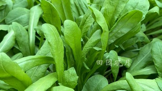 秋天特别适合种荠菜