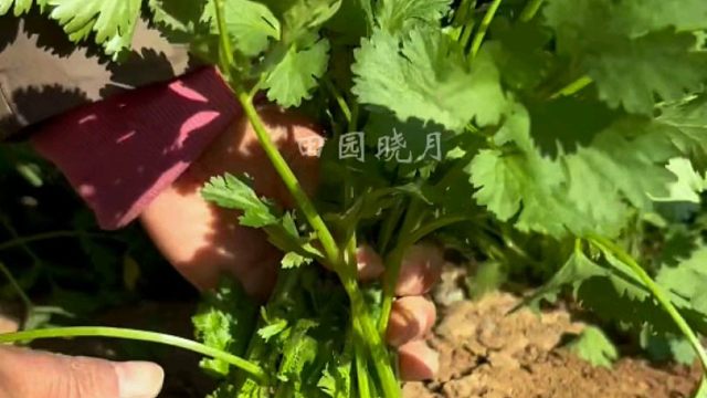 秋天种点耐寒香菜吧