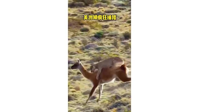 美洲狮与原驼激烈碰撞