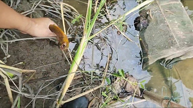 干旱了，鱔鱼洞好找了