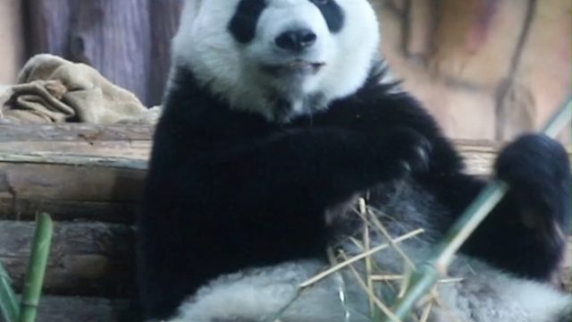 星语：大家快来玩，我干饭给你们看。